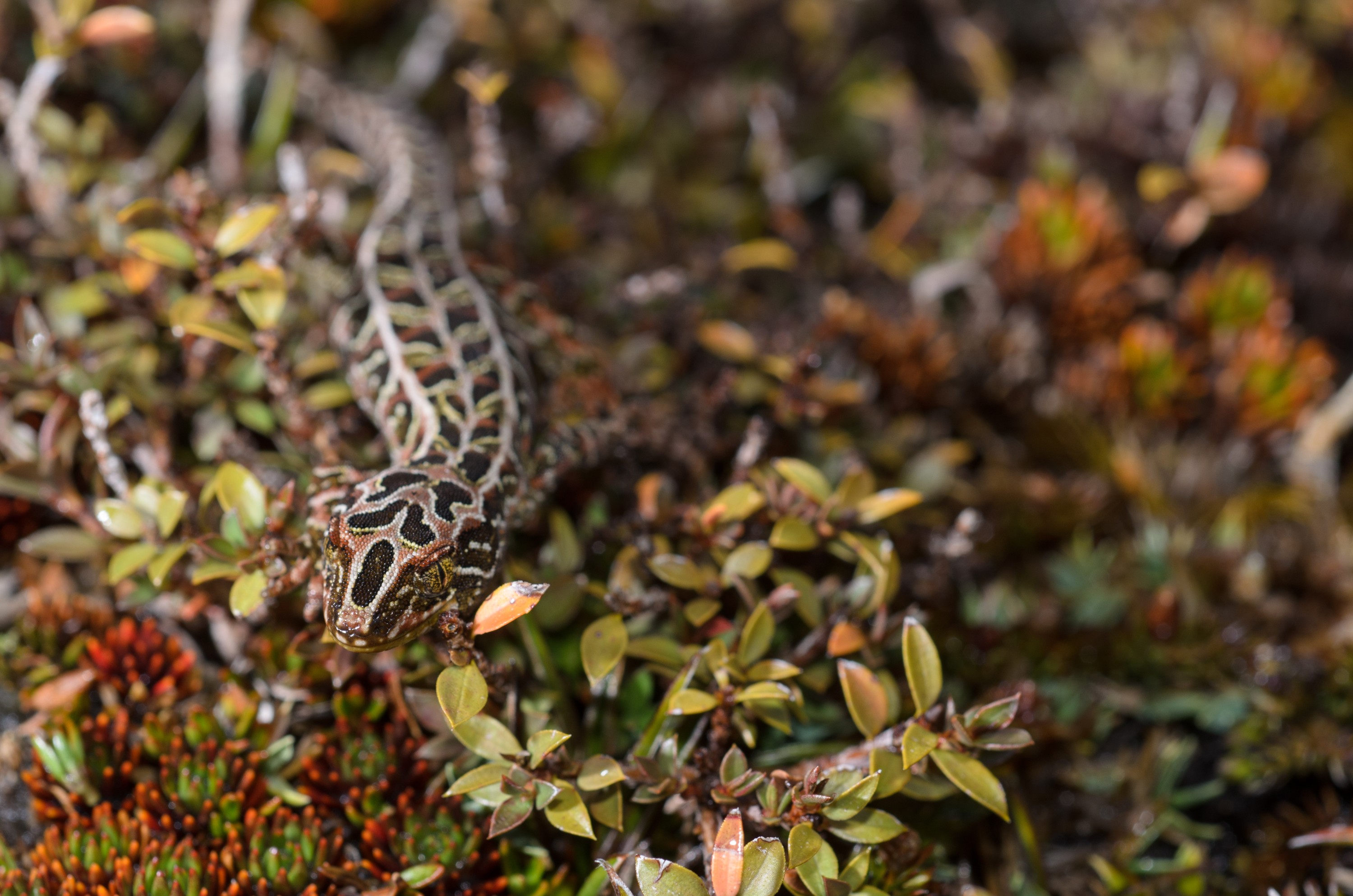 DSC_2799 – Adventure, Crispin, Hoplodactylus, Island, March 2017, National Park, New, New Zealand, Rakiura, South, Stewart, Tukutuku rakiurae, Zealand, amazing, gecko, harlequin gecko, rare, stunning